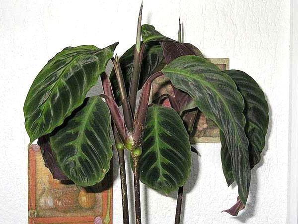 Calathea - otthoni gondozs, hogyan kell gondozni a nvny tetszst, fot,  vide