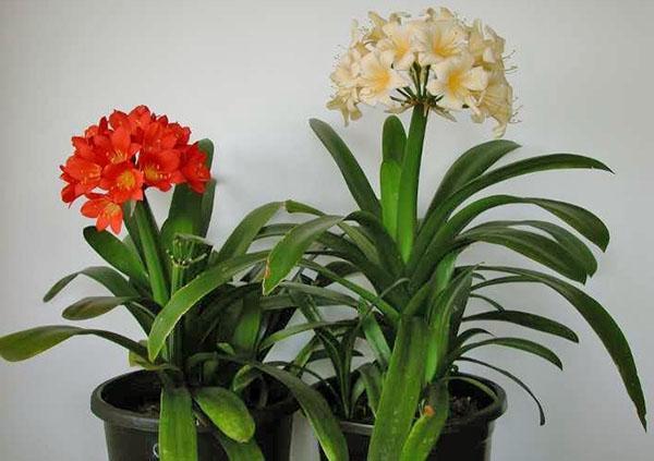 Clivia tarvitsee trooppisia olosuhteita hämmästyttävän kukinnan aikaansaamiseksi
