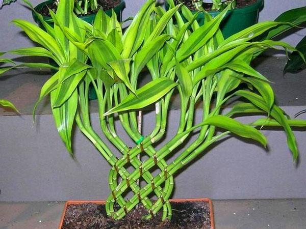 Dracaena Sander voi kasvaa paitsi maaperässä myös vedessä