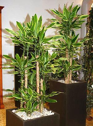 Dracaena tuoksuva sisätiloissa