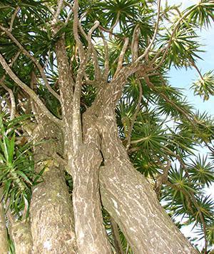 Dracaena marginata luonnossa