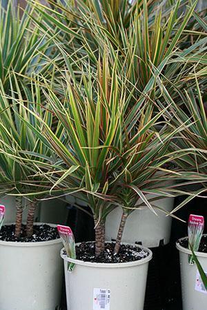 Dracaena rajautui