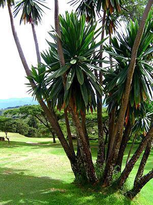 Dracaena luonnossa