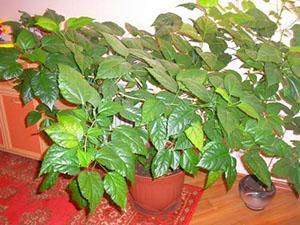 Jos hibiscus kasvaa liian suuressa ruukussa, se ei kukki