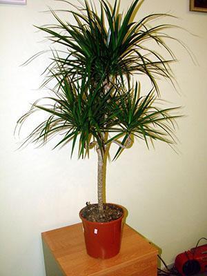 Dracaena-kruunun muodostuminen