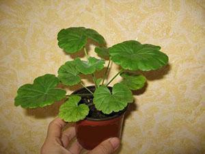 Geranium ei kukki