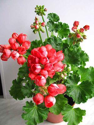 Geranium-tulppaanilajikkeet Red Pandora