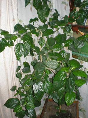 Hibiscus ei kukki pitkään aikaan