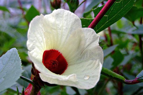Rosella hibiscus tai Hibiscus sabdariffa