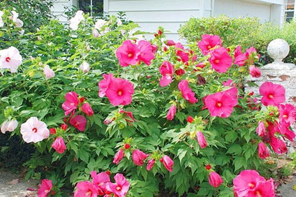Yrtti hibiscus maisemasuunnittelussa