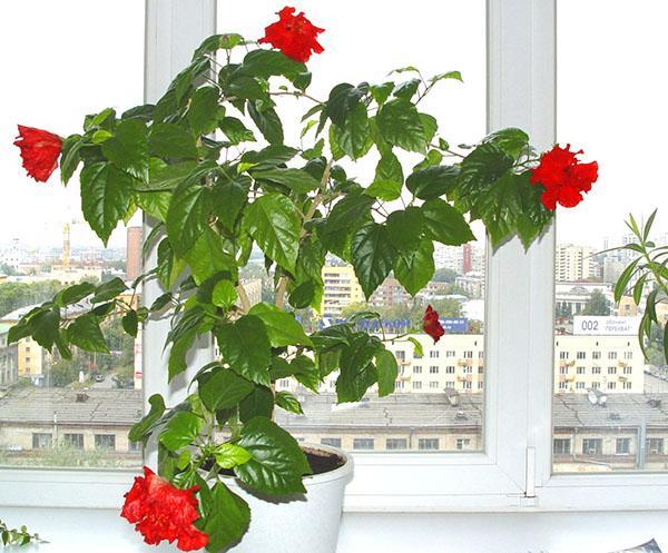 Hibiscus toimii talismanina talon ihmisille