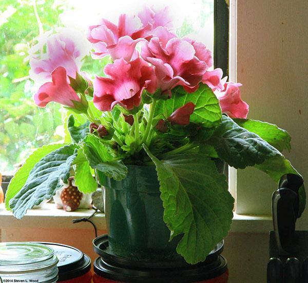 Gloxinia mieluummin valoisa paikka