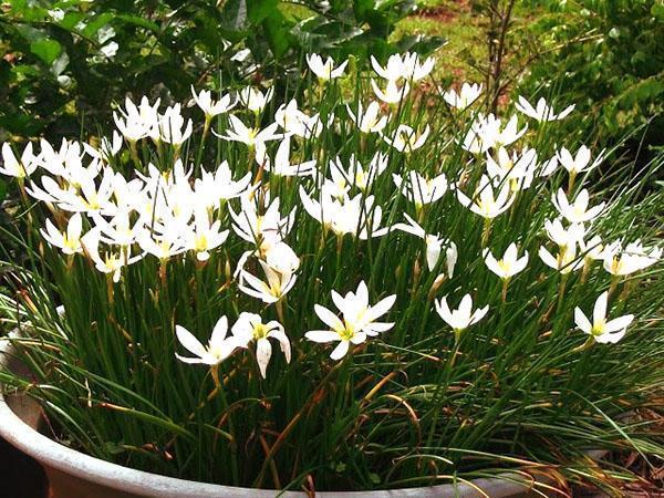 Ruukkukasvilliset zephyranthes