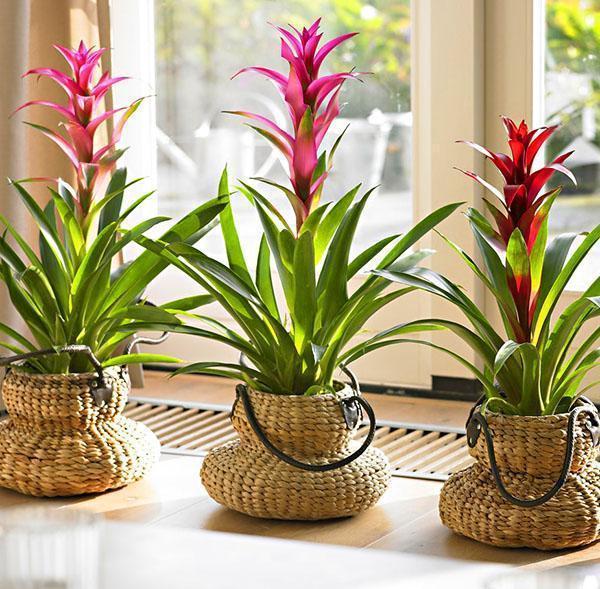 Guzmania sisätiloissa