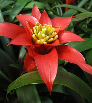 Guzmania ruoko