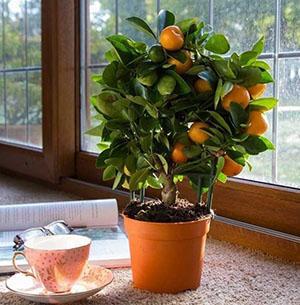 Calamondin ikkunalaudalla