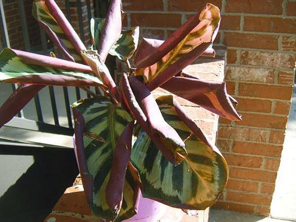 Calathea pidetään liian kuivana