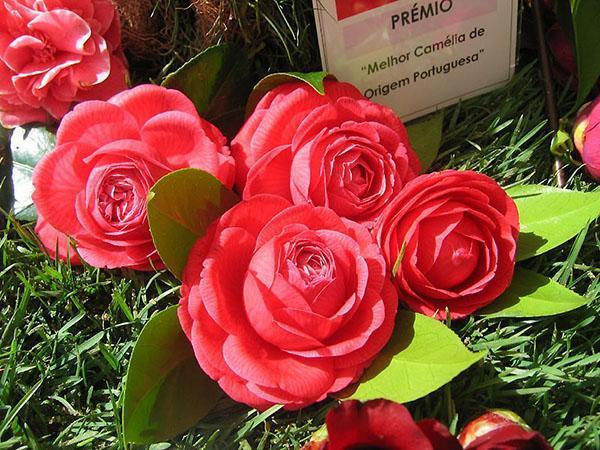 Camellia - vieras aurinkoisesta Japanista