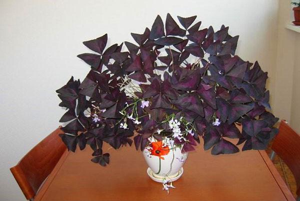 Kolmikulmainen violetti oksalis