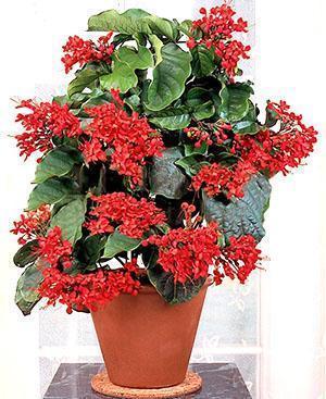Clerodendrum loistava
