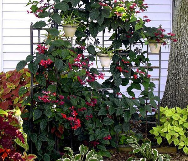 Clerodendrum pystysuoralla jalustalla