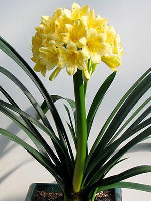 Clivia-elokuvateatteri
