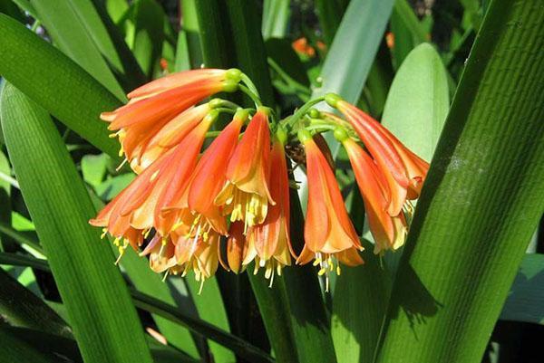 Clivia on ihana. Oranssi suppiloiden sateenvarjo