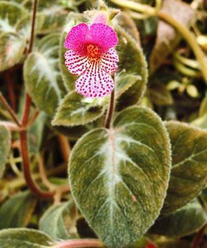 Coleria miellyttävä (Kohleria amabilis)