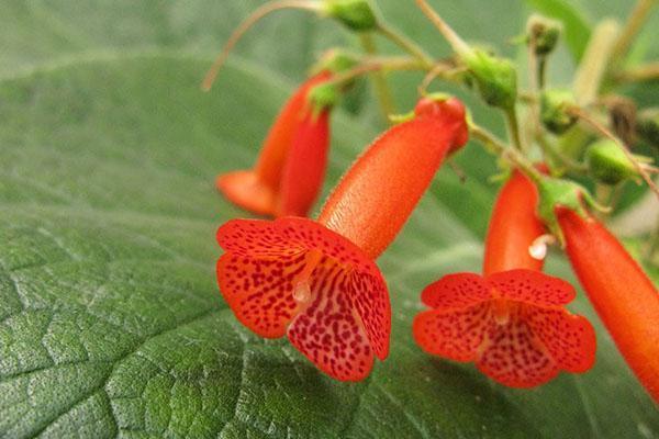 Coleria pörröinen (Kohleria eriantha)