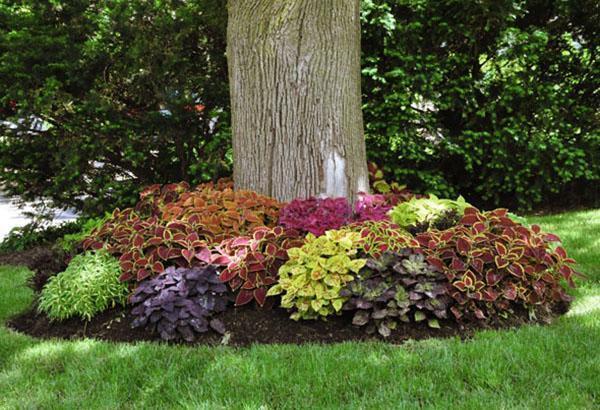 Coleus puutarhan suunnittelussa