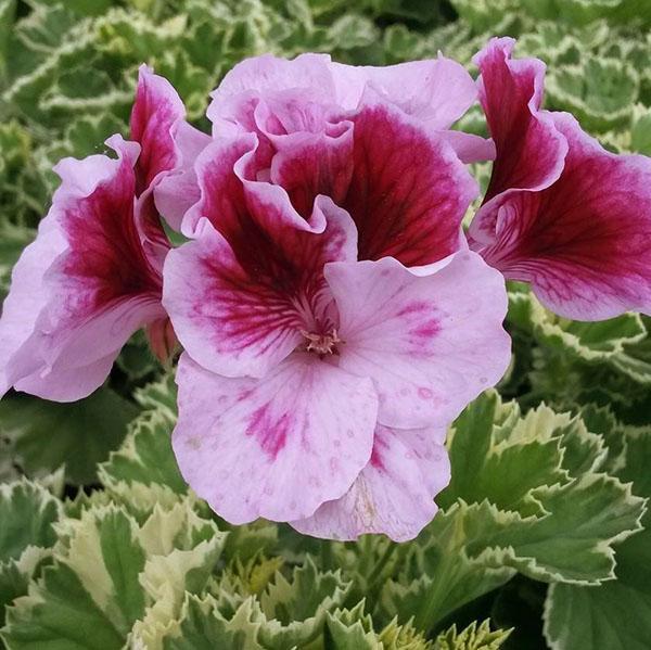 Kuninkaallinen geranium kirjavilla lehdillä