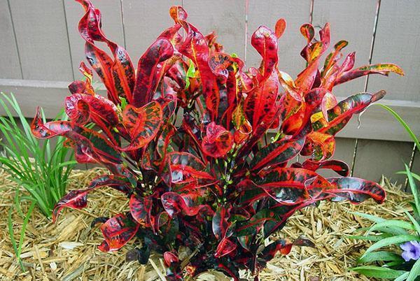 Croton, codiaeum-kirjava lajike Mammey