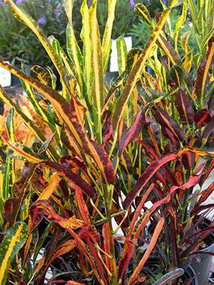 Croton-lajikkeet Red Banana