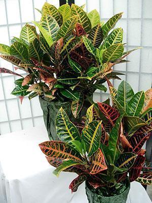 Croton sisätiloissa