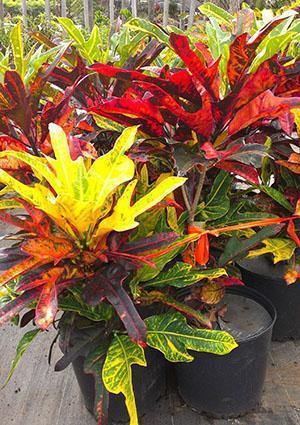 Croton lastentarhassa