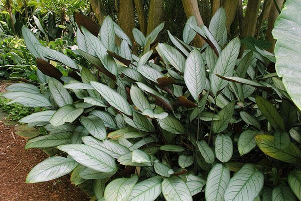 Ktenante setosa Grey Star -lajikkeesta