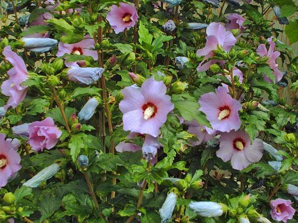 Hibiscus-pensas