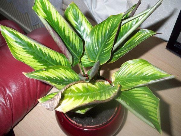 Calathean lehti kuivuu ja kiharat