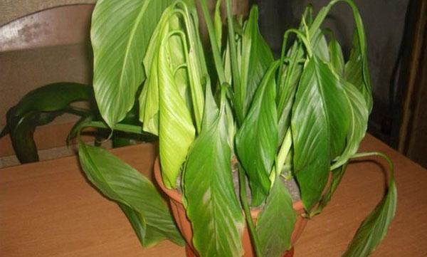 dracaena steckling Warneckii Dracaena