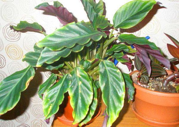 goldene efeutute ableger Epipremnum pinnatum 