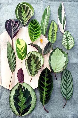 Erilaisia ​​calathea-lehtiä