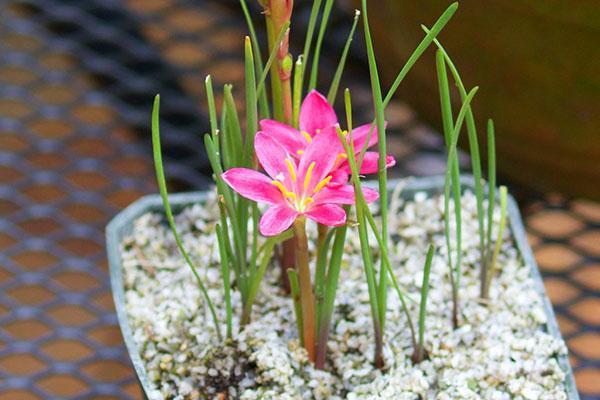 Sipuliviljelmä Zephyranthes
