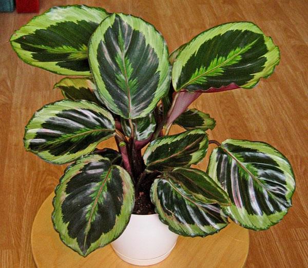 Arrowroot valkea