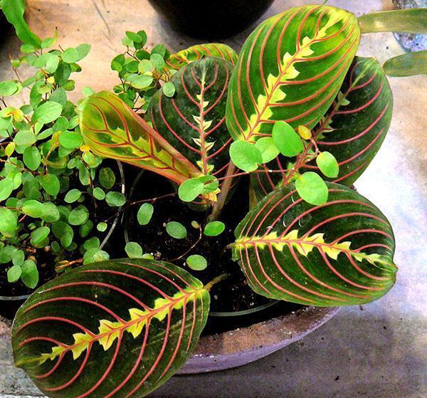 Arrowroot kotona