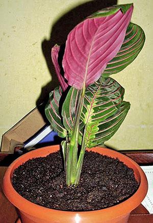 Arrowroot tricolor tai rukoileva kukka