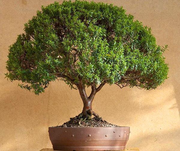 Tavallinen myrtti kotona
