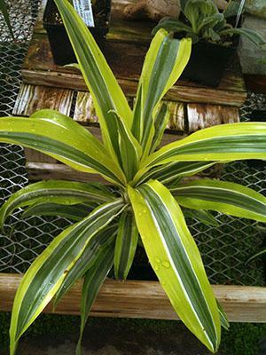 Nuori dracaena tuoksuva