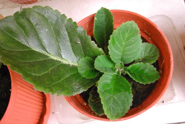 Nuori gloxinia lehdestä