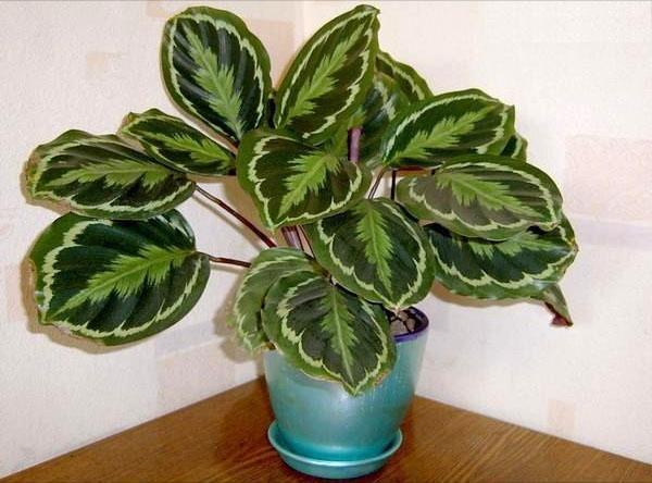 Calathea reagoi asianmukaiseen hoitoon hyvällä ulkonäöllä