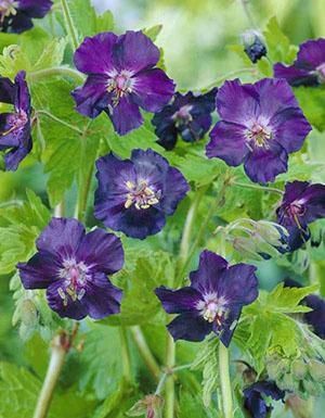 Epätavalliset geranium-kukat